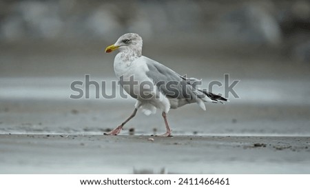 A seagull, a type of seabird that lives near the coast. It is walking on a sandy beach, with its yellow beak and white and grey feathers. Seagulls are omnivorous and opportunistic feeders, eating fish