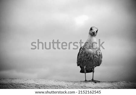 Similar – Image, Stock Photo You or me! Water Animal