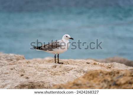 Seagull waiting for fish on the shore. Emu Bay, Kangaroo Island, South Australia.