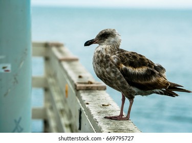 Seagull Waiting For French Fries