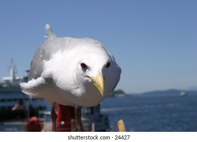 Seagull waiting for a hand out at an outdoor restaurant in seattle washington with the pacific coast in the background