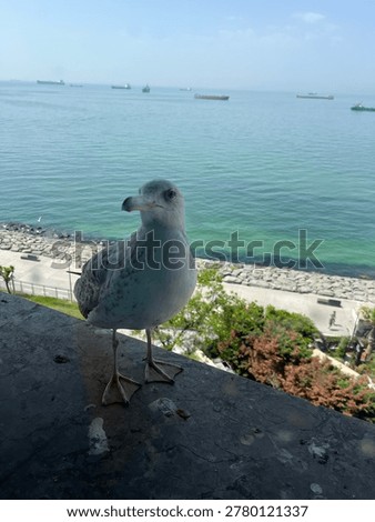 
seagull waiting at the window