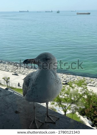 
seagull waiting at the window