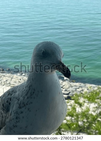 
seagull waiting at the window