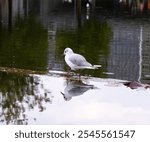 Seagull walking along a pond wall