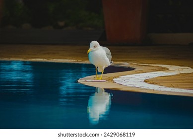 Seagull walking by pool in Portugal