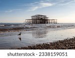 A seagull walking on the beach at low tide, in front of Brightons West Pier