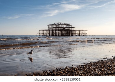 A seagull walking on the beach at low tide, in front of Brightons West Pier - Powered by Shutterstock