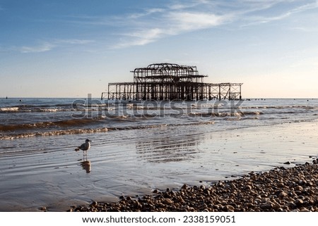 A seagull walking on the beach at low tide, in front of Brightons West Pier