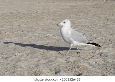 seagull walking on the sand beach bird wildlife nature sandy beach ocean bird walking to the left - Powered by Shutterstock