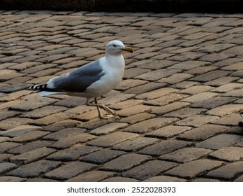 a seagull walks on a paving stone sidewalk - Powered by Shutterstock