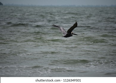 Seagull in the wind