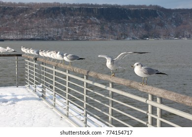 Seagull In winter