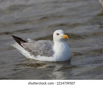 Seagull With Yellow Beak Swims On The Salty Water Of The Sea