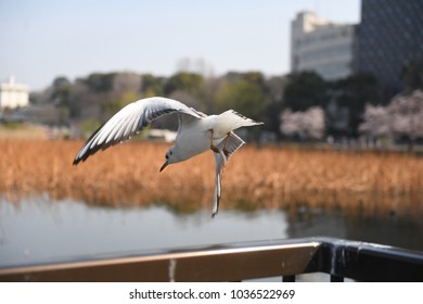 Seagull In Yoyogi Park