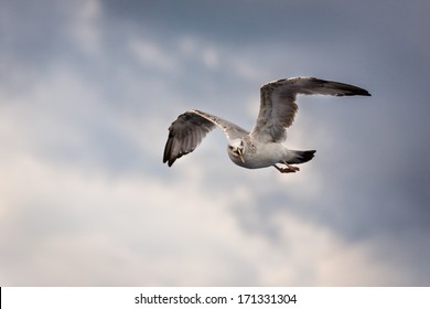 Seagull/Angry Seagull