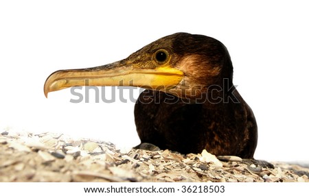 seagull,cormorant.