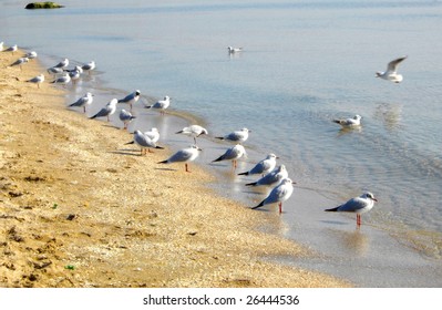 seagulls