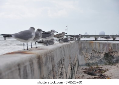 Seagulls