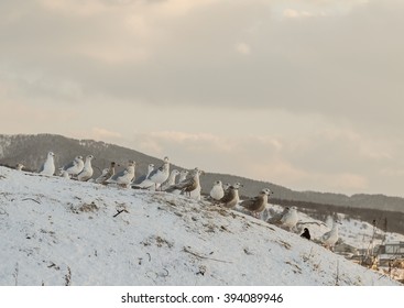 Seagulls