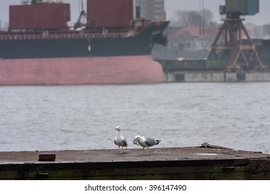 Seagulls