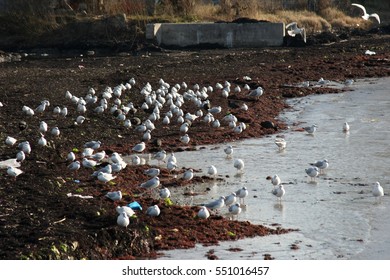 Seagulls 