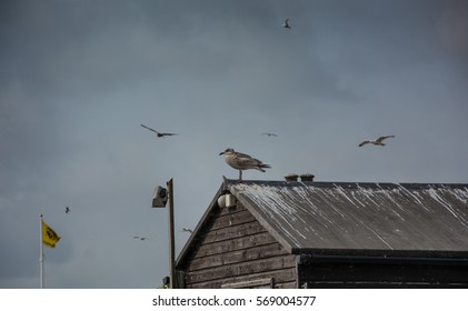 Seagulls