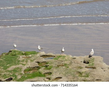seagulls