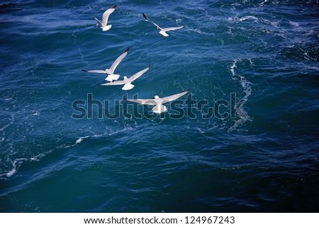 Image, Stock Photo formation seagulls Ocean