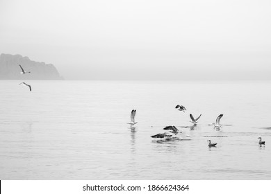 Seagulls in Albir beach on the Mediterranean coast of Spain Alfaz del  Pi - Powered by Shutterstock