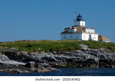 Seagulls Around Egg Rock Lighthouse In Acadia National Park, In Maine. The Island Is Bird Sanctuary, As Part Of The Maine Coastal Islands Wildlife Refuge.