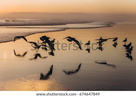 Similar – Seagulls at sunset by the sea