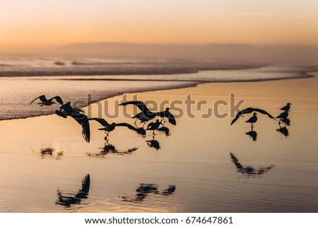 Seagulls at sunset by the sea