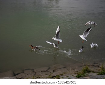 Seagulls Attack Duck In Water