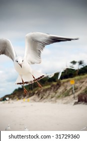 Seagulls At The Baltic Sea.