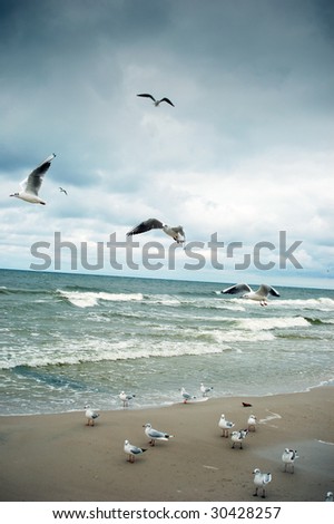 Seagulls at the Baltic sea.