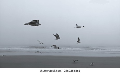 Seagulls, Beach, Ocean, Sand, Vacation - Powered by Shutterstock