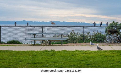 Seagulls At Bench Table Over California Coast Ocean