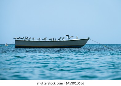 Seagulls Birds In The Caribbean Beaches Over The Boot In Grenada Island. Animal Wildlife Animals In The Wild Vertebrate Bird Nature
