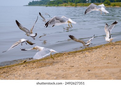 Seagulls birds flying close to the water - Powered by Shutterstock