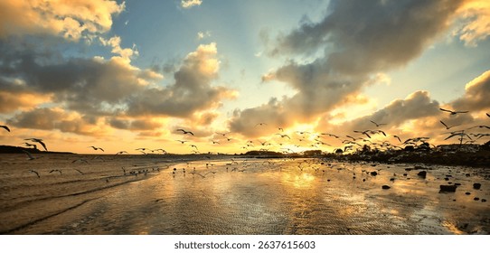 Seagulls birds lifting towards a cloudy sunsetting Sky, on a reflective beach area. - Powered by Shutterstock - Get 15% off with code: PIKWIZARD15