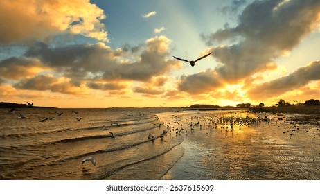Seagulls birds lifting towards a cloudy sunsetting Sky, on a reflective beach area. - Powered by Shutterstock - Get 15% off with code: PIKWIZARD15