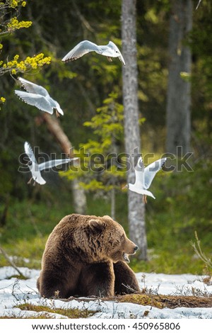 Braunbär Abenteuer