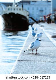 Seagulls And Boat At Copenhagen Harbour