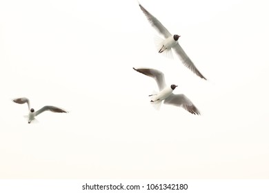 Seagulls of the Bosphorus - Shutterstock ID 1061342180