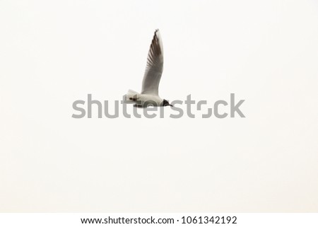 Similar – Image, Stock Photo Crane flying over a field in front of a group of trees