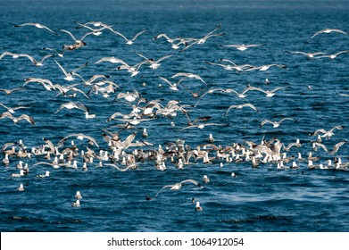 Seagulls In Broughton Archipelago Provincila Park