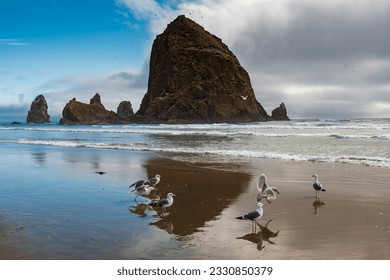 Seagulls at Cannon Beach and Haystack Rock at the background - Powered by Shutterstock