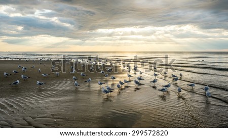 Seagulls in Cape Cod