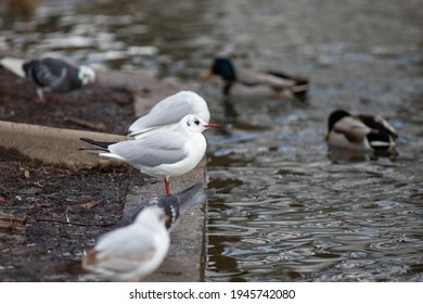 Seagulls In Carol Park Of Bucharest, Romania.